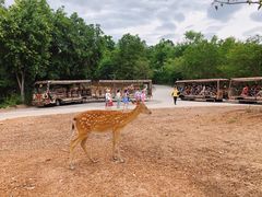 -清迈夜间动物园