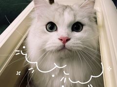-猫大福·Fortune Cat猫舍(百子湾店)