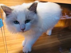 -猫十亿·布偶金渐层·曼基康矮脚猫舍(青年路店)