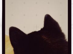 -柴犬小屋·柴餐厅·狗咖食堂(金鼎广场店)