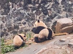 -都江堰中华大熊猫苑