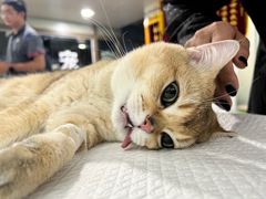 -宠宠动物医院(金鸡岭街店)