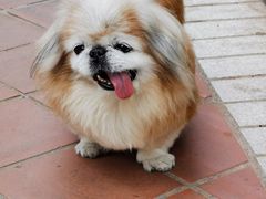 -宠物星动物医院·眼科·异宠·猫科(江南大道总院)