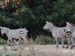 -杭州野生动物世界