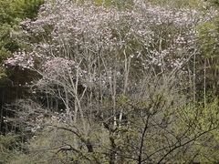 -杭州植物园
