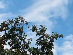 -诗经里