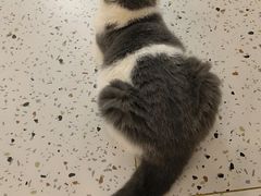-猫域·湾主题猫咖·宠物吧(南坪城市广场店)