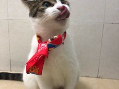 -瑞鹏宠物医院·夜间急症·心超·猫科(祖庙分店)