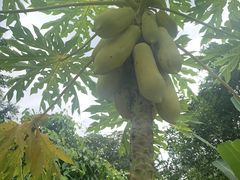 -中国科学院西双版纳热带植物园