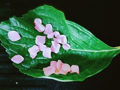 -天津东丽湖风景区