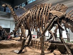 -自贡恐龙博物馆