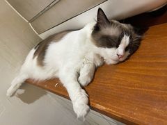 -猫友咖啡店(玉林西路店)
