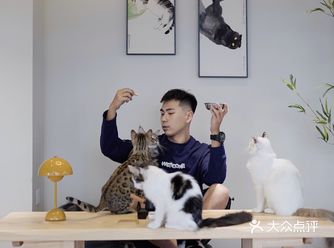 野兽山峰猫咖|被缅因猫包围的感觉也太好了
