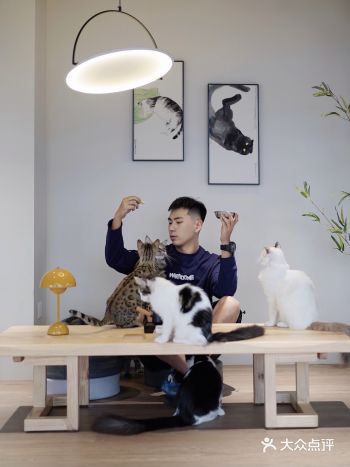 野兽山峰猫咖|被缅因猫包围的感觉也太好了