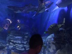 -烟台海昌鲸鲨海洋公园