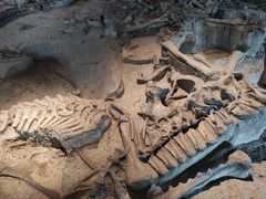 -自贡恐龙博物馆