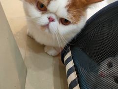 -瑞派康怡24h宠物医院·犬猫医疗中心·微创绝育(瑞景分院)