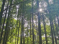 -宜兴龙背山森林公园