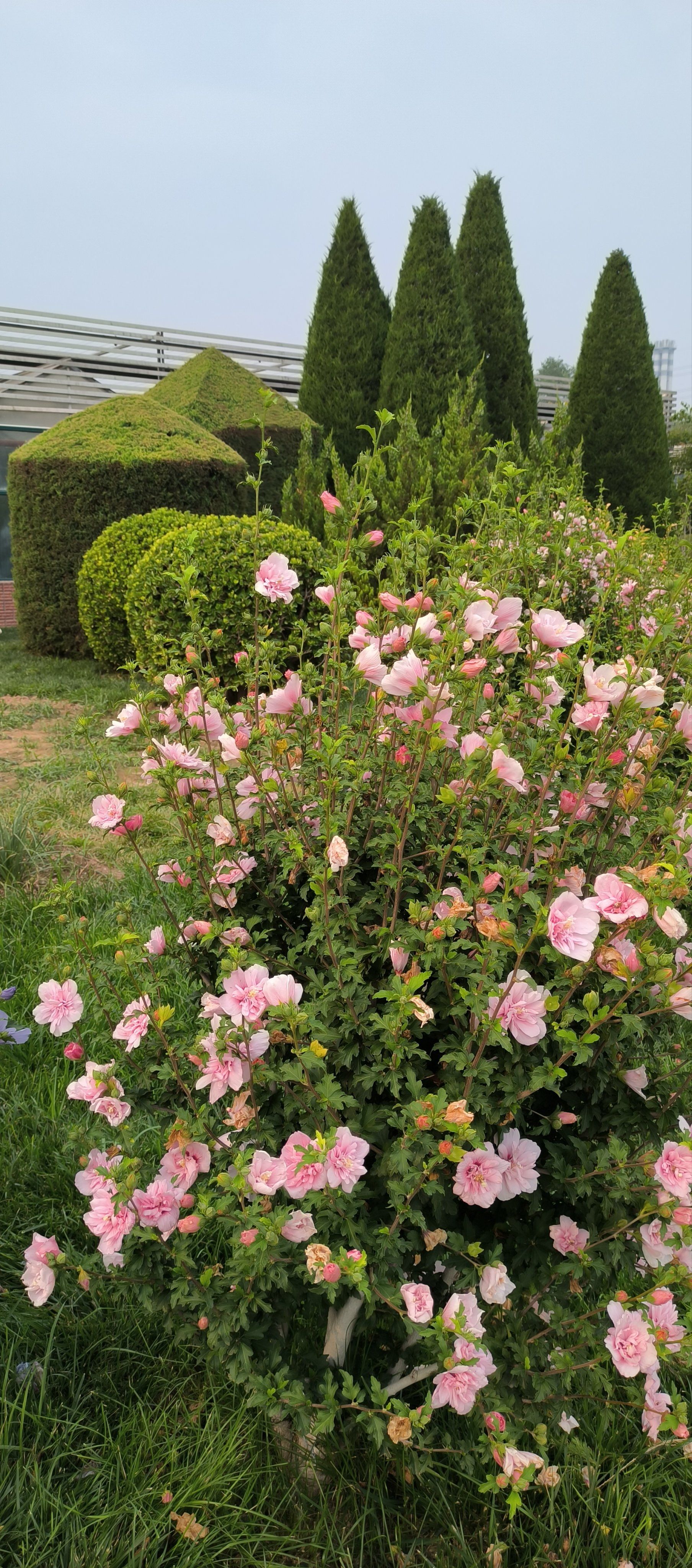 夏天里的绿树🌲芳草🌿鲜花🌸