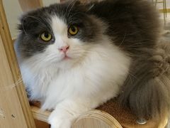 -飞行喵MR PILOT|猫舍·猫咖(静安大融城店)