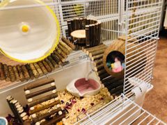 -钓仓鼠(洋桥北里小区店)