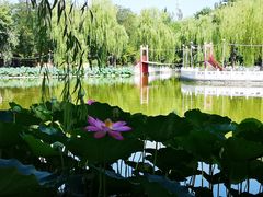 -丰台花园