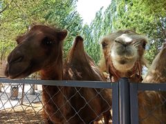 -长白岛森林公园