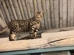 -喵屿·大理花园猫咖