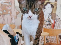 -安格丽娜·狗咖·猫咖羊驼咖(春熙路百盛商场店)