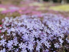 -棒棰岛宾馆景区