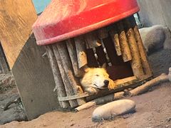 -大连森林动物园