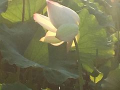 景点-贵阳市花溪国家城市湿地公园