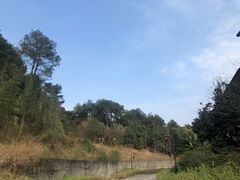 -铁山坪森林公园