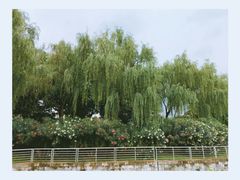 -后襄河公园