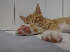 -中环花鸟鱼虫市场