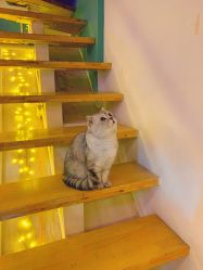 -众刺纹画·纹身·穿孔饰品·海娜定制