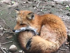 -宫城藏王狐狸村