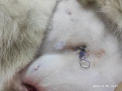 -派特宠物医院(圆融广场店)