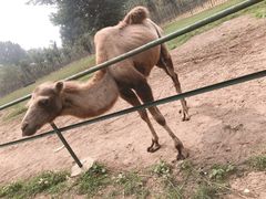 -秦皇岛野生动物园