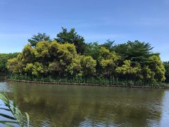 -大湾区中央湿地公园