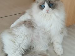 -鼓捣猫呢主题猫咖店