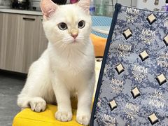 -汪小喵宠物·戴维斯乐芳希施宠馨宝皮毛调理洗护店