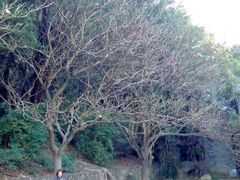 android_upload_pic-南沙天后宫景区