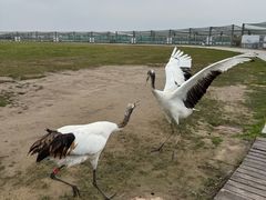 -盐城丹顶鹤湿地生态旅游区