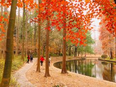 -上海共青森林公园