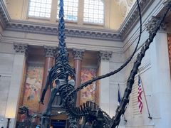 -美国自然历史博物馆