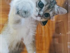 -喵百万·布偶·蓝金金渐层英短·猫舍(百子湾店)