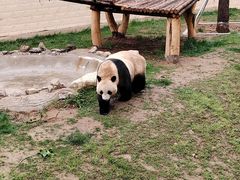 -石家庄市动物园