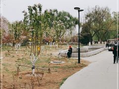 -莲花池公园