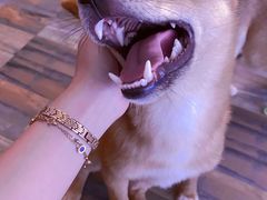 -柴源莊·柴小宠柴犬咖啡